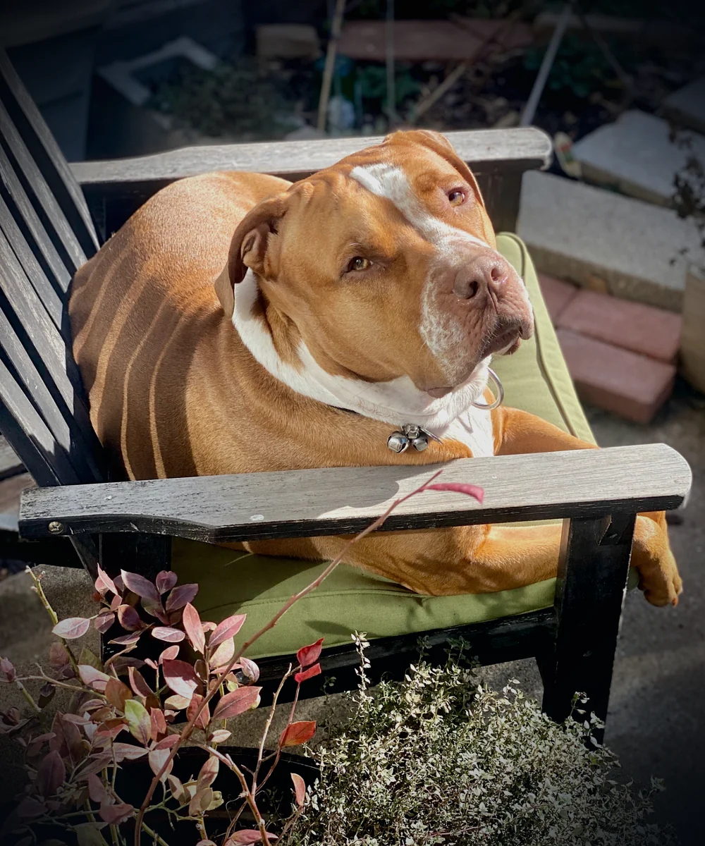 Dexter sitting outside in a chair, calmly surveying the garden.