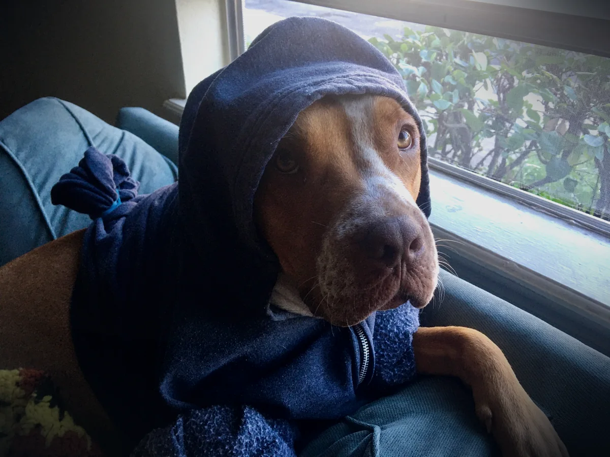 Dexter in a hoodie beside a window, looking out with serious attention.