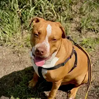 Dexter sitting in sunlit grass wearing a black harness.