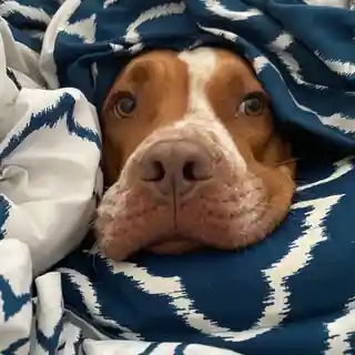 Dexter peering out from blue-and-white bedding with his nose close to the camera.