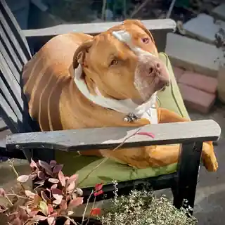 Dexter seated upright in a garden chair with a serious expression.